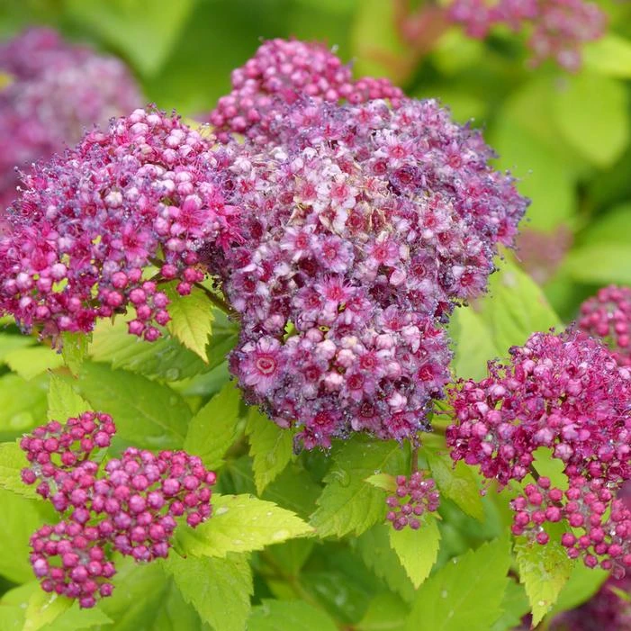 DOUBLE PLAY® DOLLY™ SPIRAEA 3 DOUBLE PLAY® DOLLY™ SPIRAEA