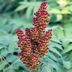 CHERRY ON TOP™ SORBARIA -Verdant Zone DETA7 5197