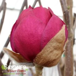 BLACK TULIP® MAGNOLIA 15 BLACK TULIP® MAGNOLIA -Verdant Zone DETA8 3122