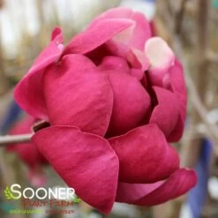 BLACK TULIP® MAGNOLIA 16 BLACK TULIP® MAGNOLIA -Verdant Zone DETA9 3122