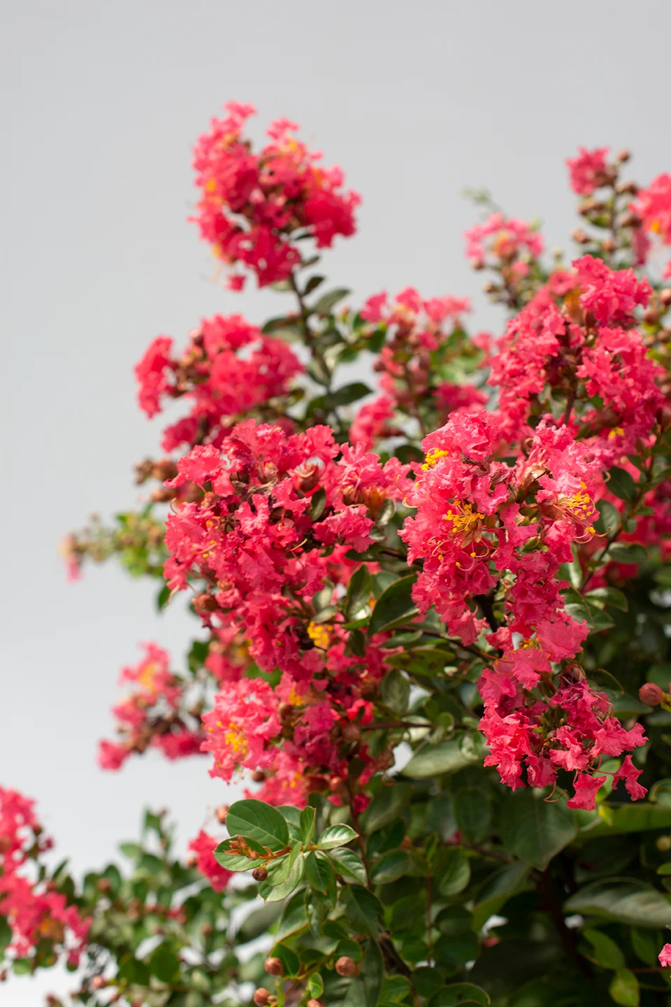 Verdant Zone 4 Verdant Zone -Verdant Zone Lagerstroemia BelliniRaspberry WEB 004