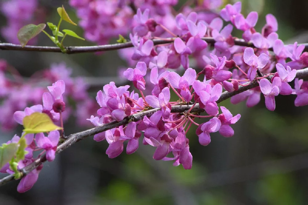 Verdant Zone 21 Verdant Zone -Verdant Zone Lavender Twist Weeping Redbud Tree 3