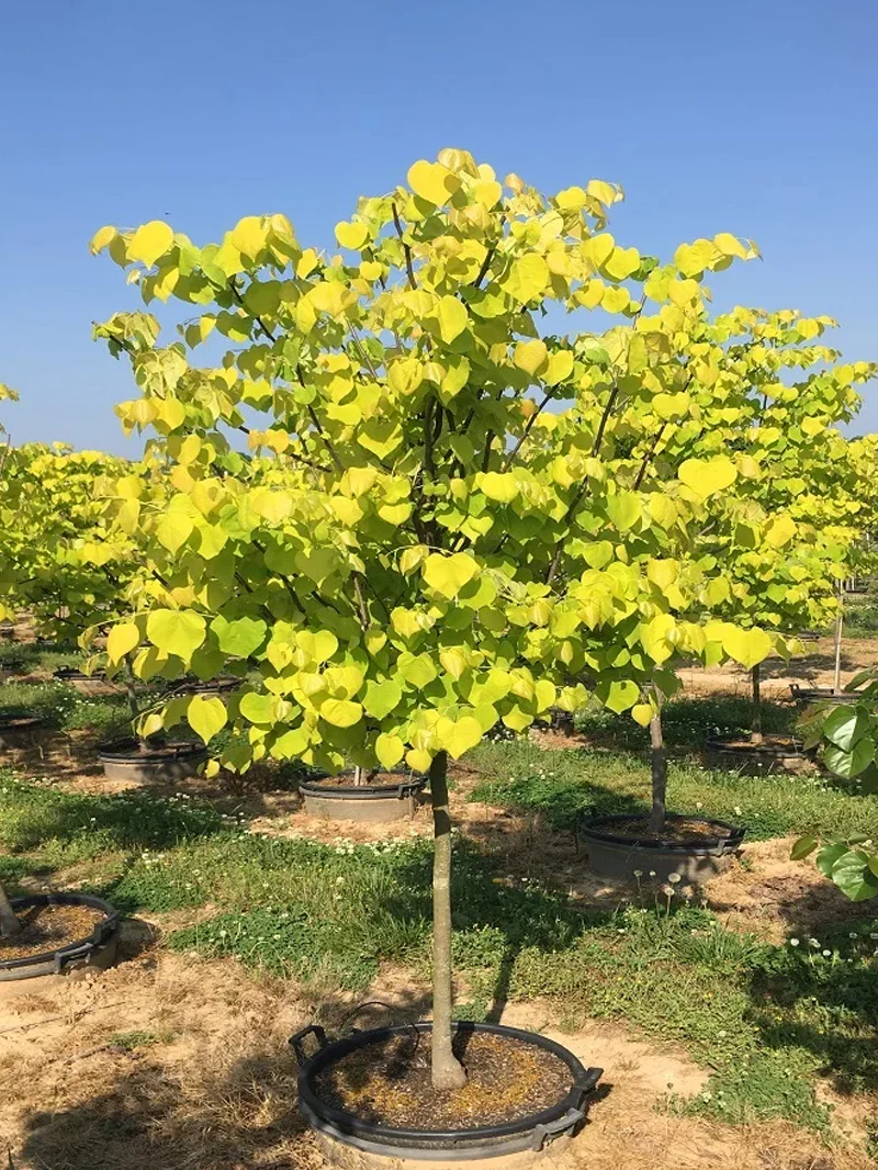 Verdant Zone 20 Verdant Zone -Verdant Zone RedbudHeartsofGoldLifestyle PMG