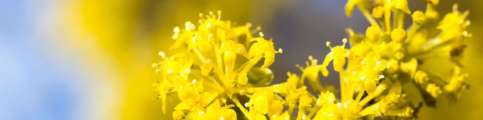 Verdant Zone -Verdant Zone YELLOW FLOWERING TREES DESKTOP
